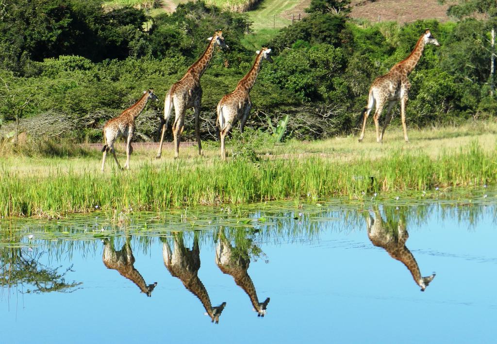 Rain Farm Game Lodge uMhlali Esterno foto